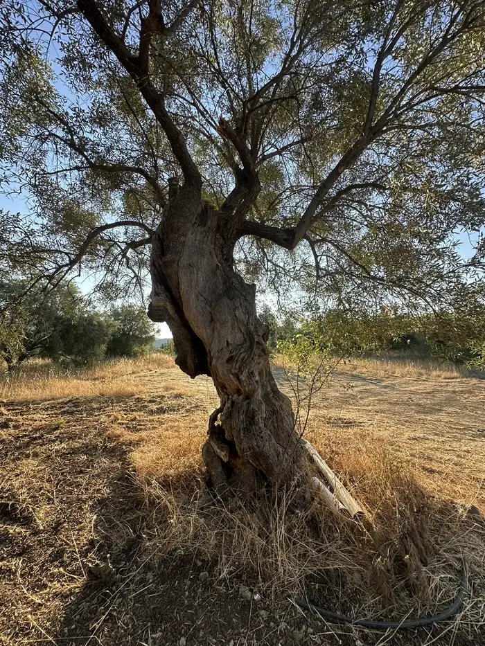Αιωνόβια ελιά στη Βασιλική Λευκάδας, δίπλα στο εργοτάξιο του ξύλινου σπιτιού CLT